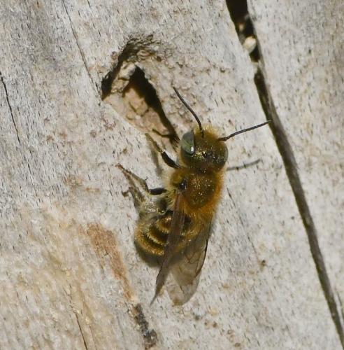 Réf. 225 424 : Osmia sp.